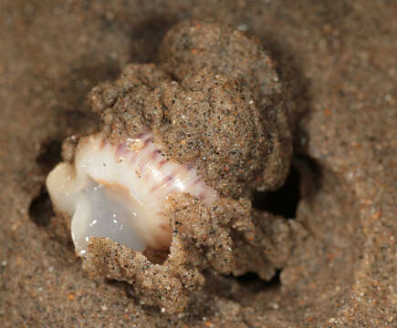 Image of Alder's necklace shell