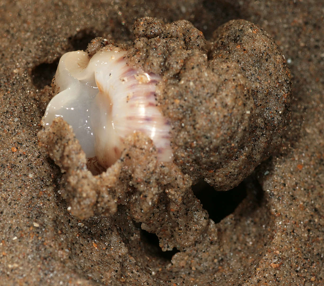 Image of Alder's necklace shell