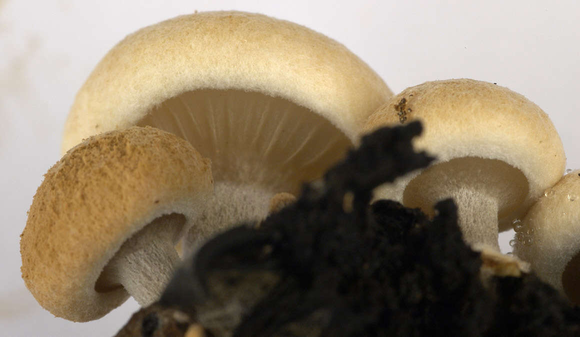 Image of Powdery Piggyback mushroom