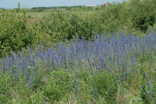 Image of blueweed