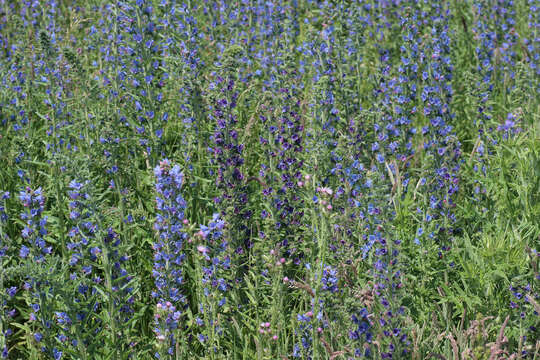 Image of blueweed