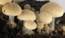 Image of Powdery Piggyback mushroom