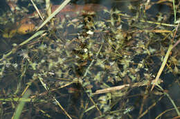 Image of Duckweed