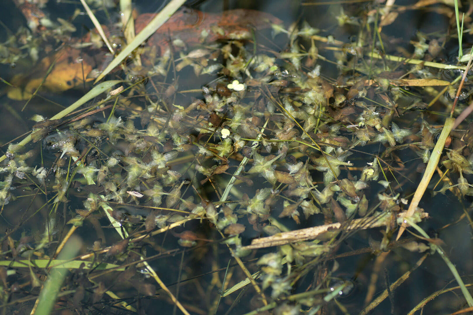 Image of Duckweed