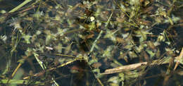 Image of Duckweed