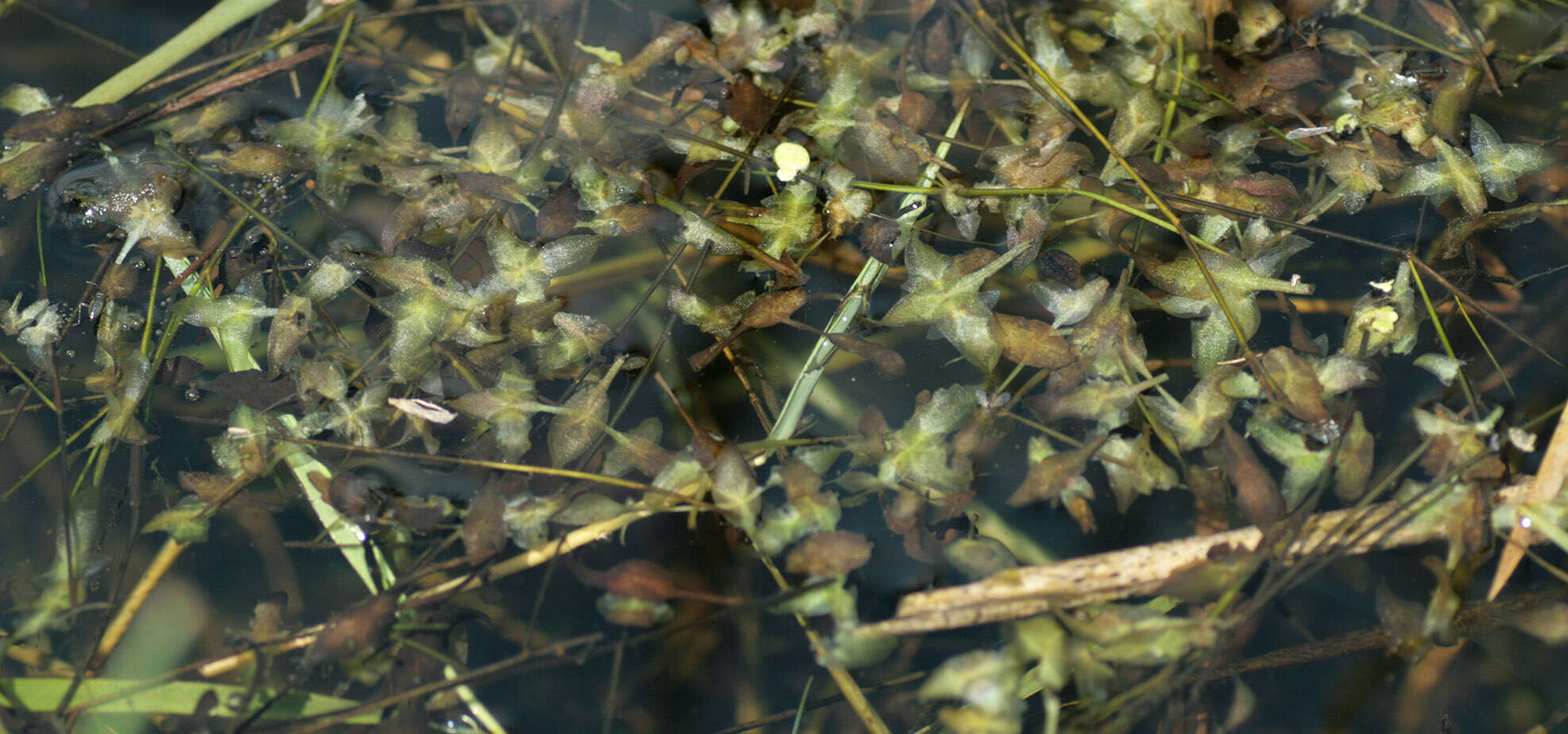 Image of Duckweed