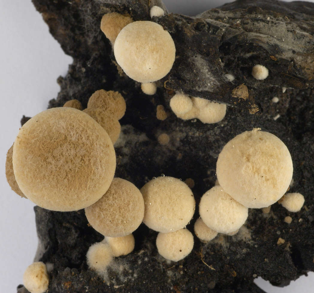 Image of Powdery Piggyback mushroom