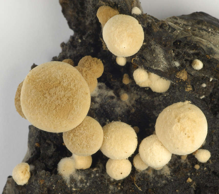 Image of Powdery Piggyback mushroom