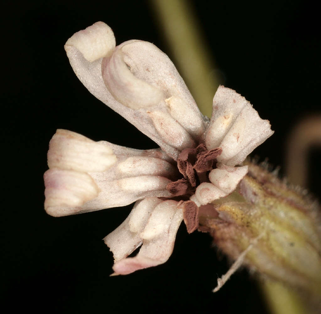 Image of Microbotryum violaceum (Pers.) G. Deml & Oberw. 1982