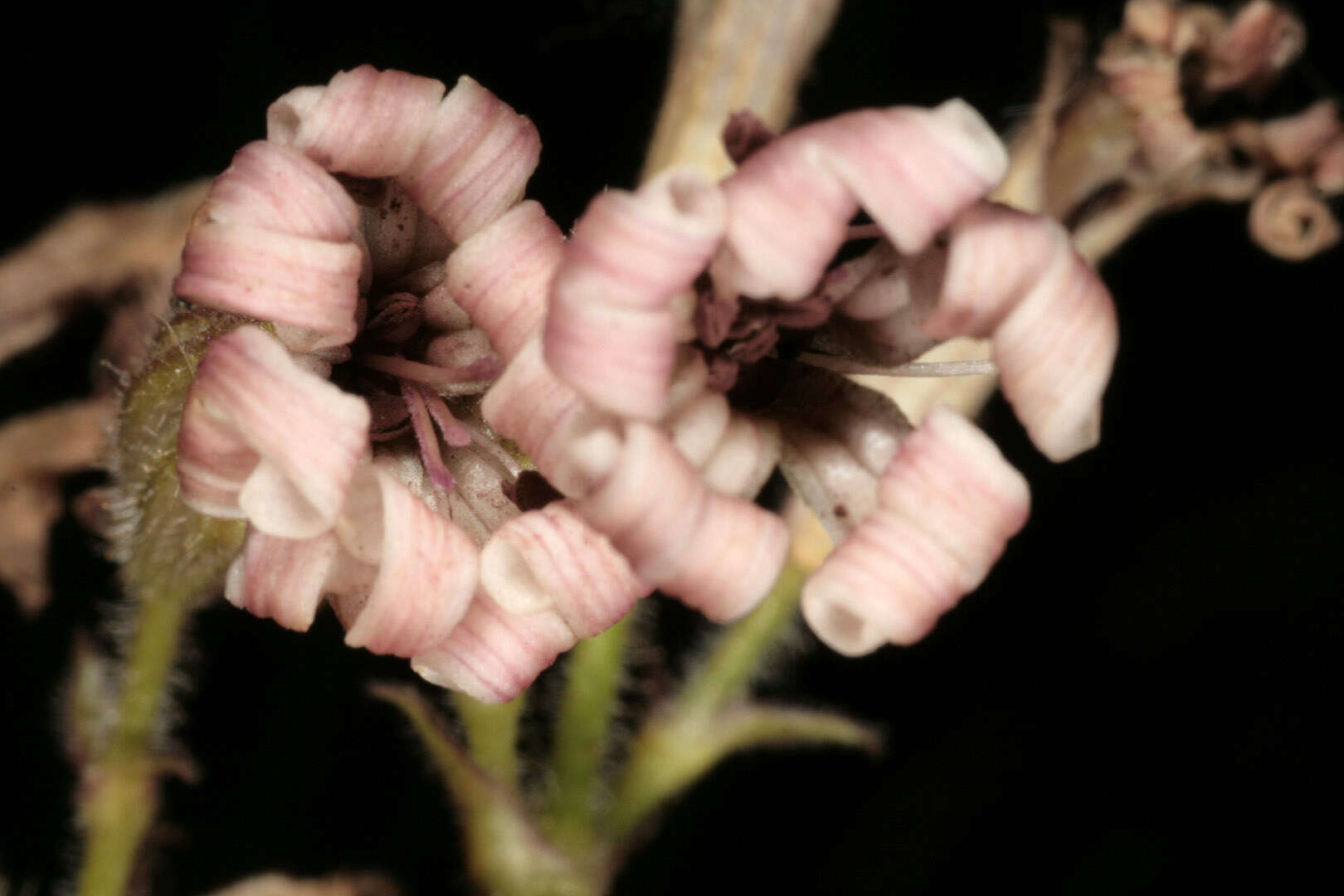 Image of Microbotryum violaceum (Pers.) G. Deml & Oberw. 1982