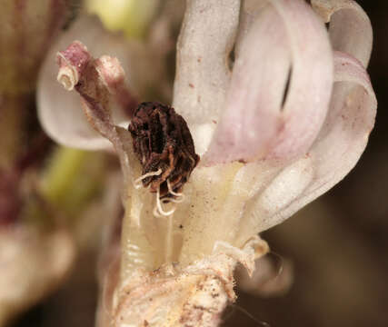 Imagem de Microbotryum violaceum (Pers.) G. Deml & Oberw. 1982