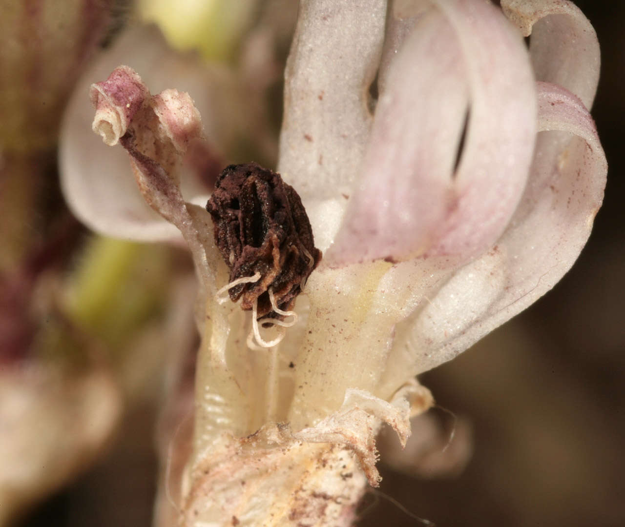 Image of Microbotryum violaceum (Pers.) G. Deml & Oberw. 1982