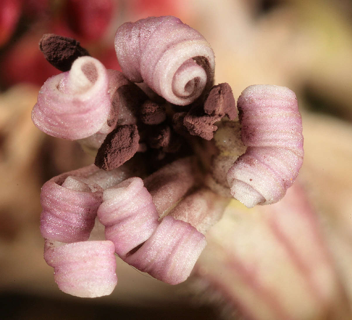 Image of Microbotryum violaceum (Pers.) G. Deml & Oberw. 1982