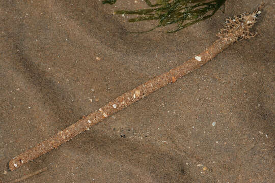 Image of sandmason worm or sand mason worm