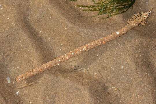 Image of sandmason worm or sand mason worm