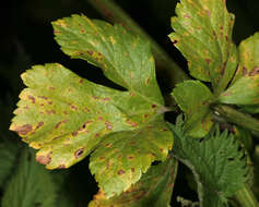 Imagem de Puccinia smyrnii Biv. 1816