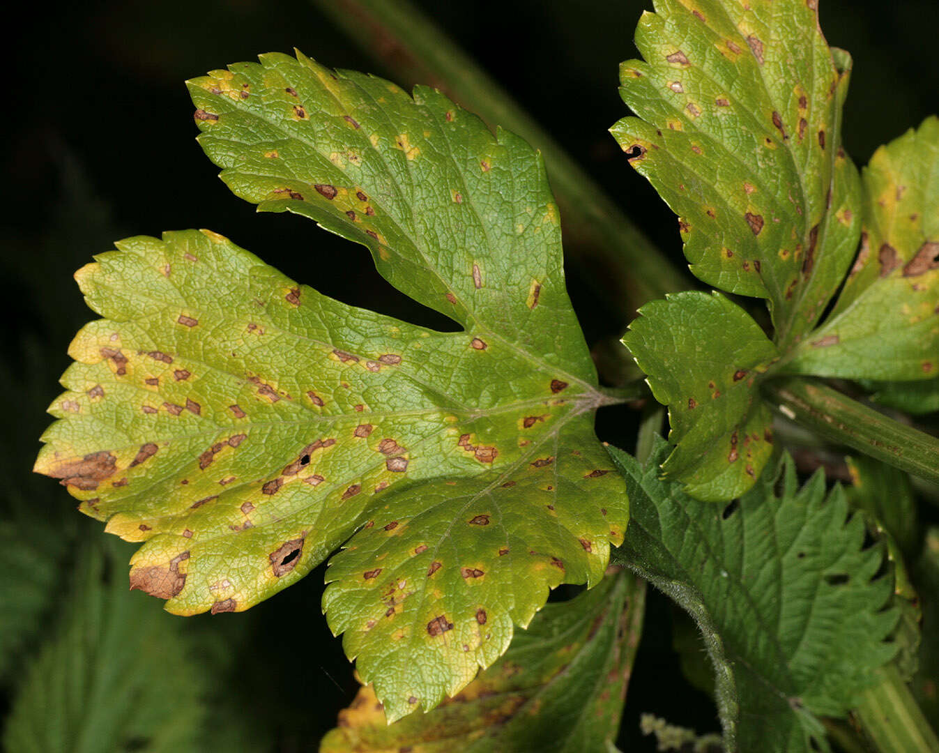 Imagem de Puccinia smyrnii Biv. 1816