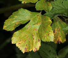 Imagem de Puccinia smyrnii Biv. 1816