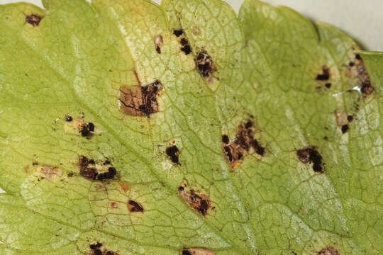 Image of Puccinia smyrnii Biv. 1816