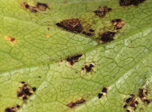 Image of Puccinia smyrnii Biv. 1816