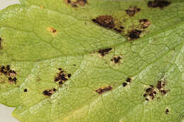 Imagem de Puccinia smyrnii Biv. 1816