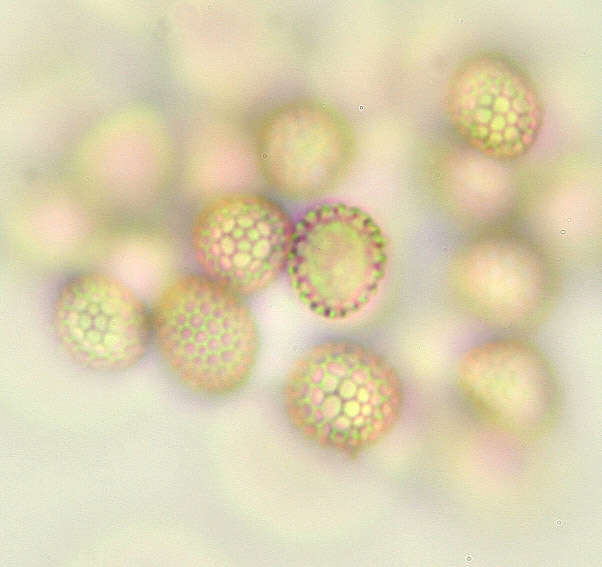 Image of Microbotryum violaceum (Pers.) G. Deml & Oberw. 1982