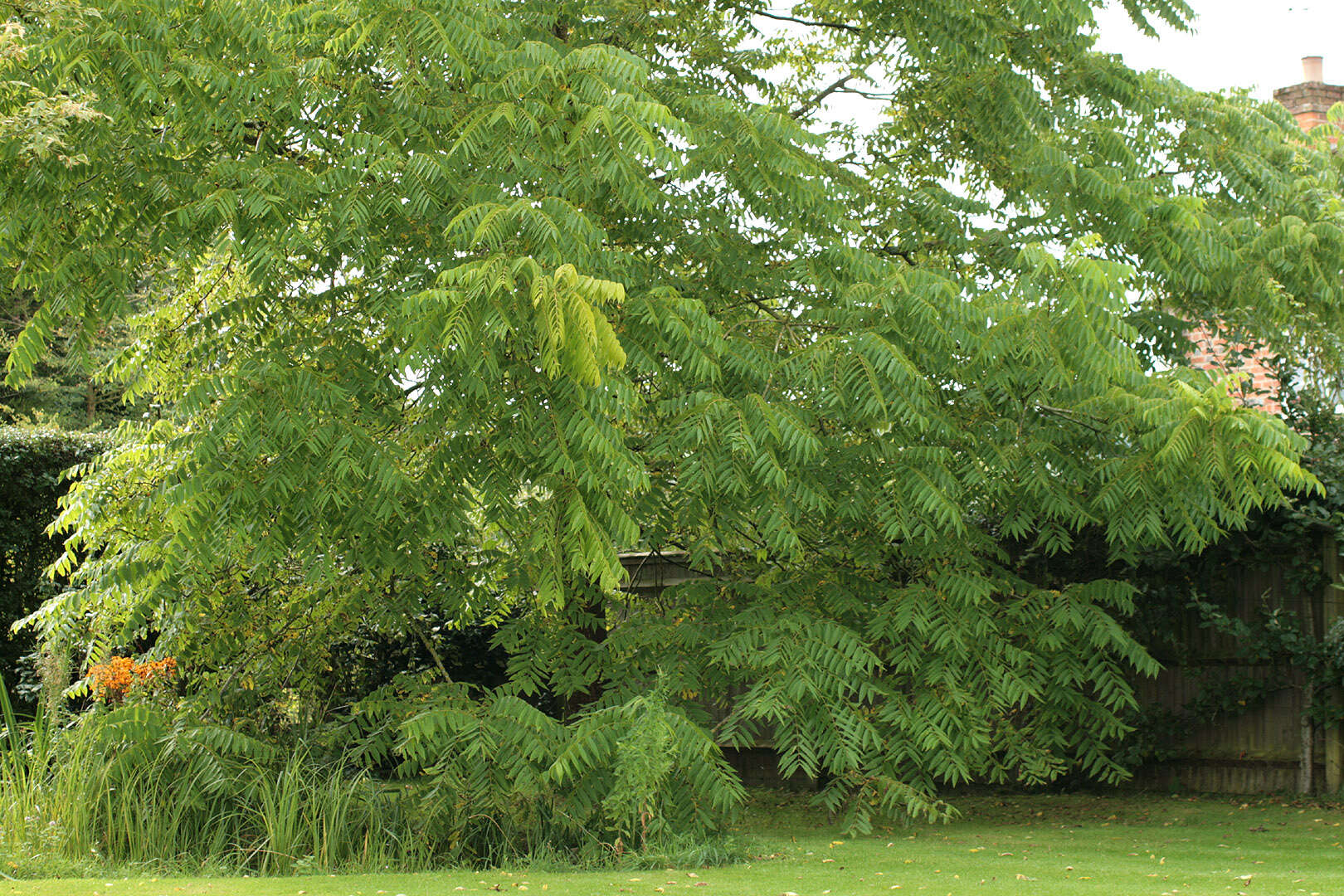 Image of black walnut