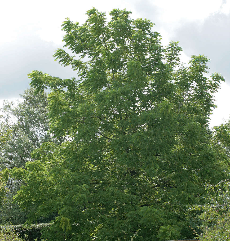 Image of black walnut