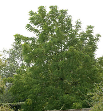 Image of black walnut