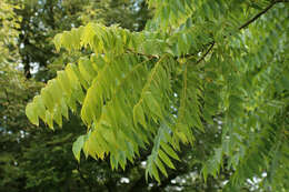 Image of black walnut