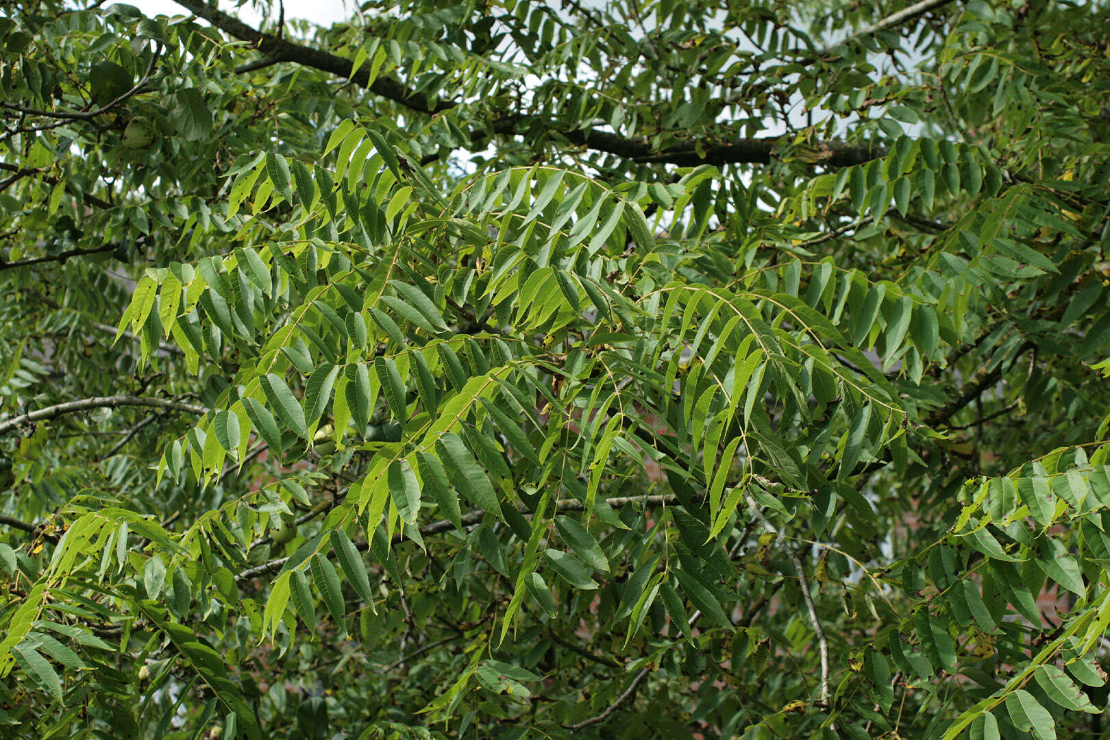 Image of black walnut