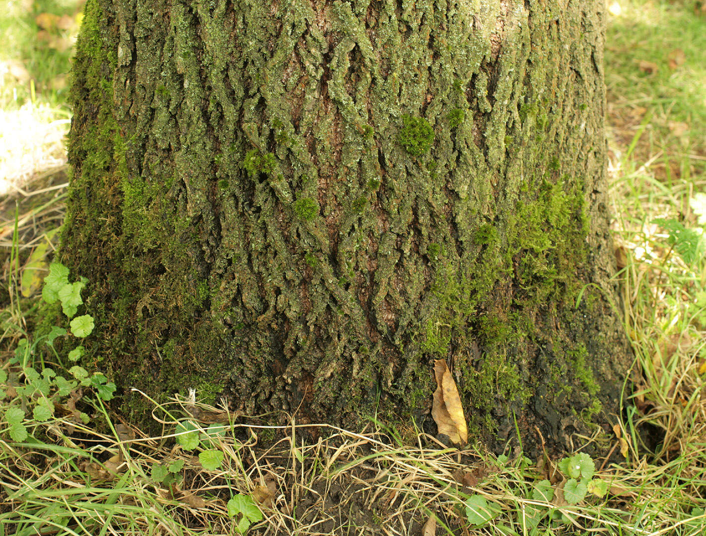 Image of black walnut