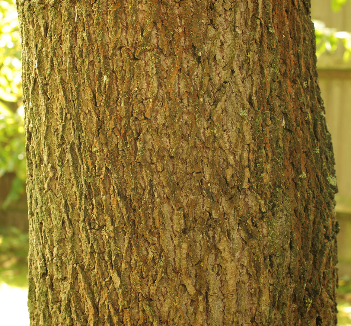 Image of black walnut