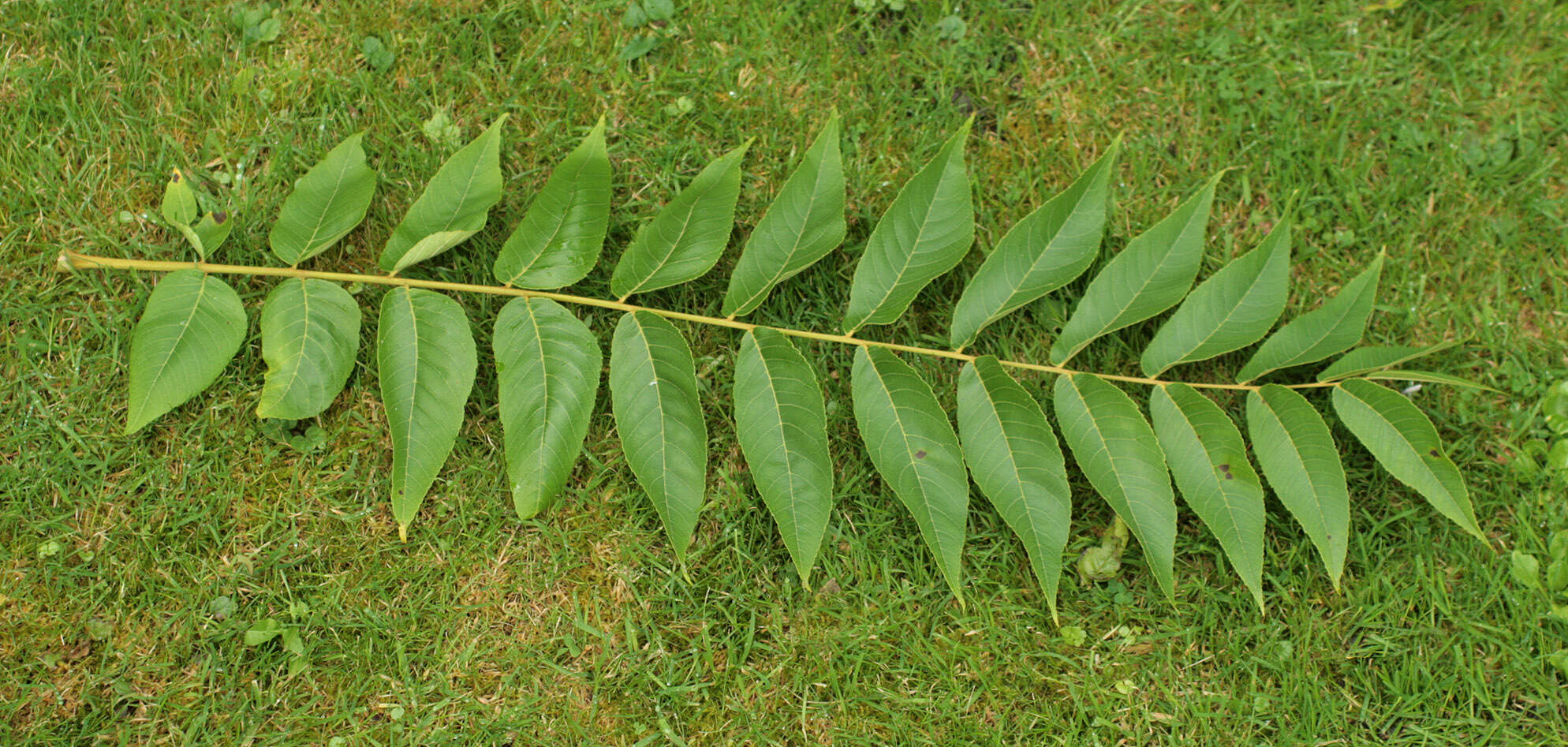 Image of black walnut