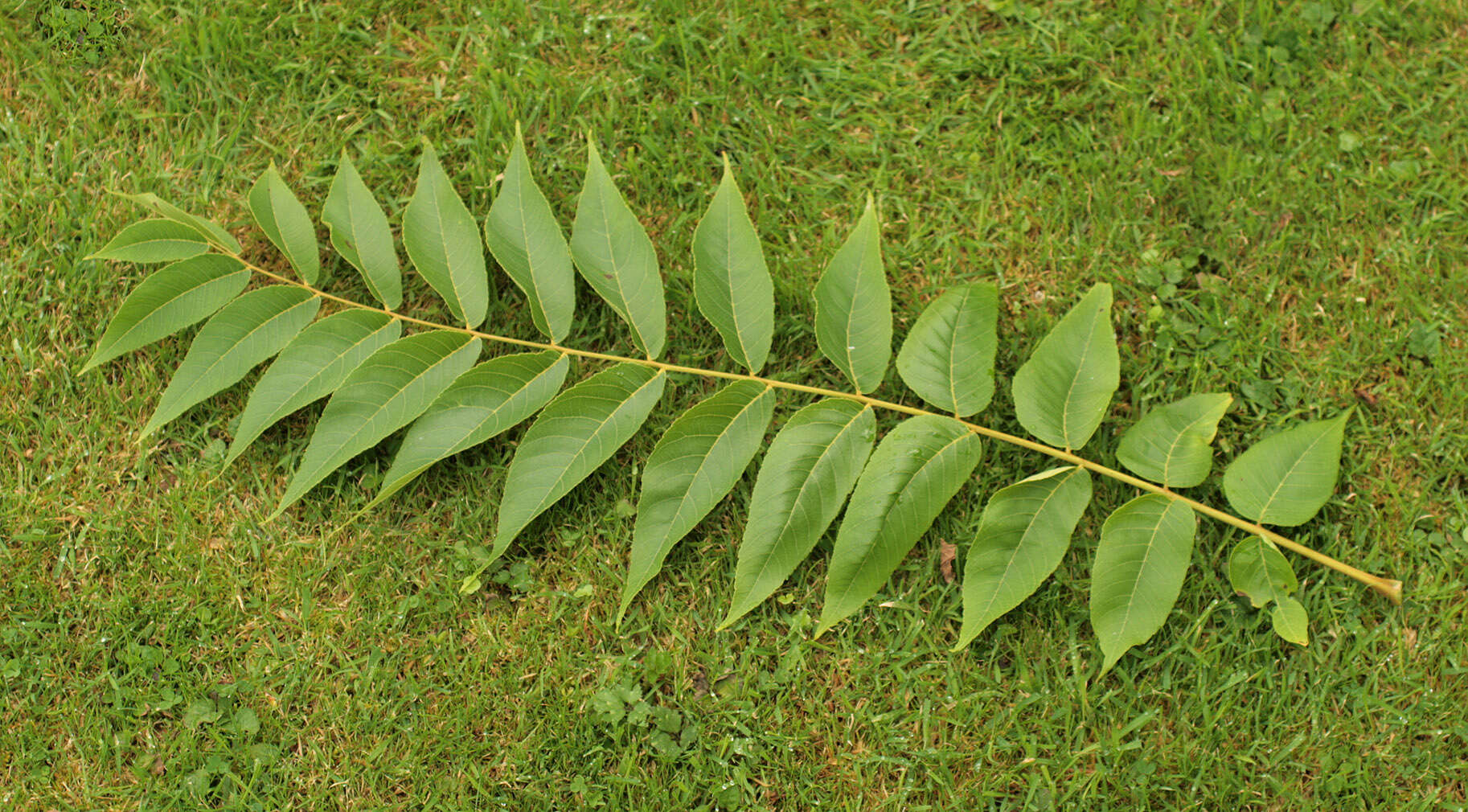 Image of black walnut