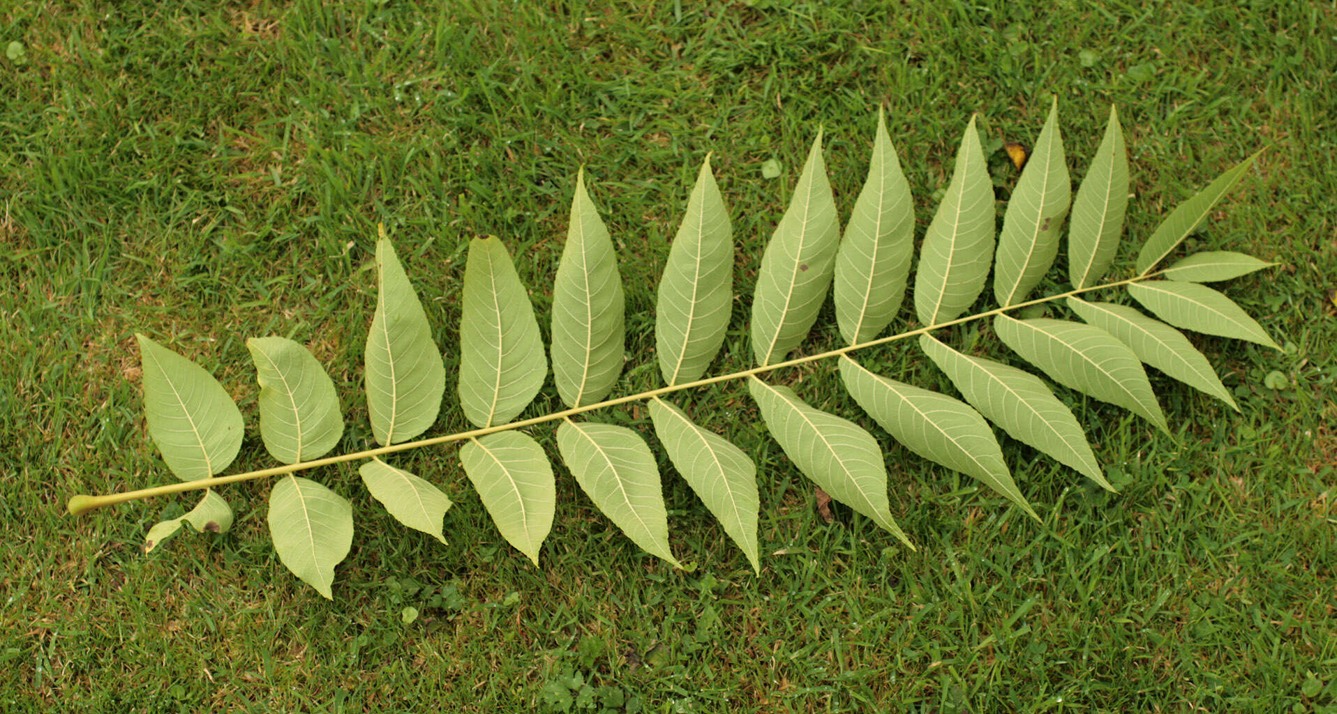 Image of black walnut