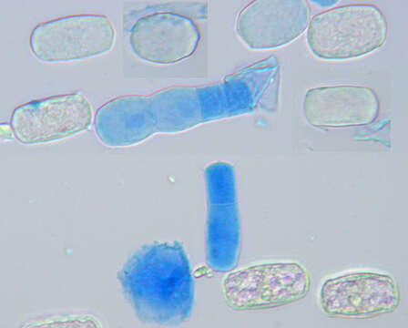 Image of Golovinomyces orontii (Castagne) V. P. Heluta 1988