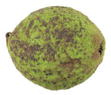 Image of black walnut