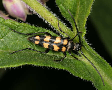 Leptura quadrifasciata Linné 1758 resmi