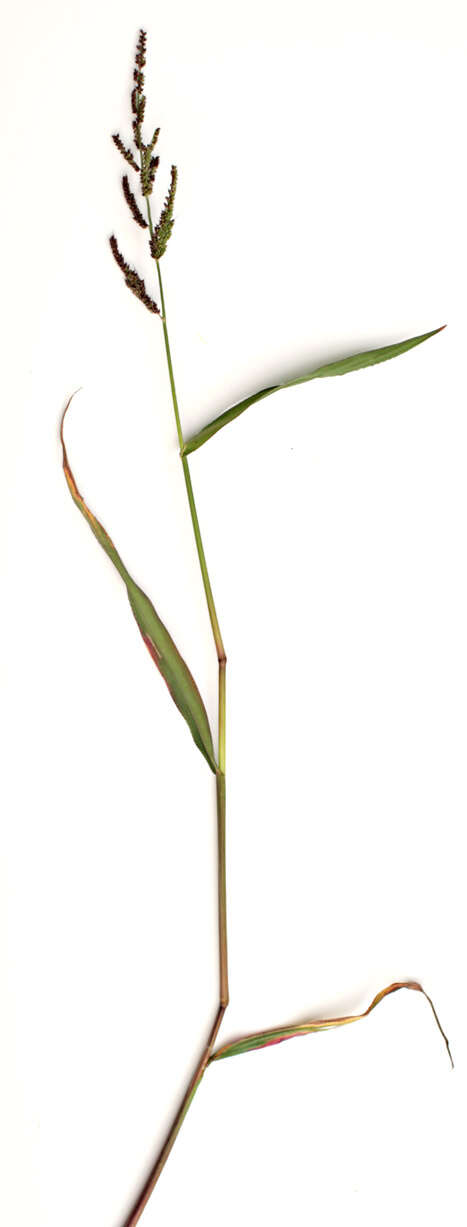 Echinochloa crus-galli (L.) P. Beauv. resmi