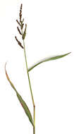 Echinochloa crus-galli (L.) P. Beauv. resmi