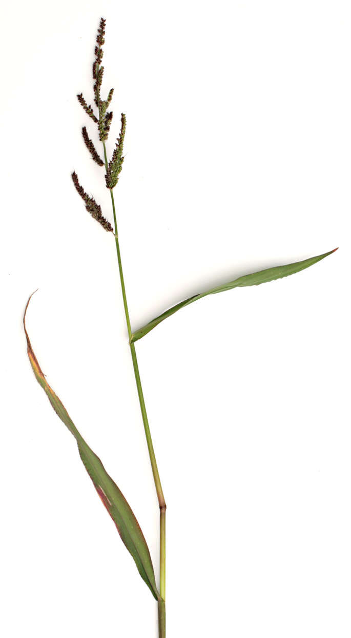 Echinochloa crus-galli (L.) P. Beauv. resmi