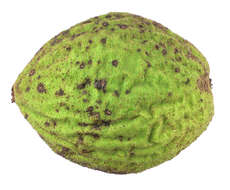 Image of black walnut