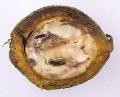 Image of black walnut