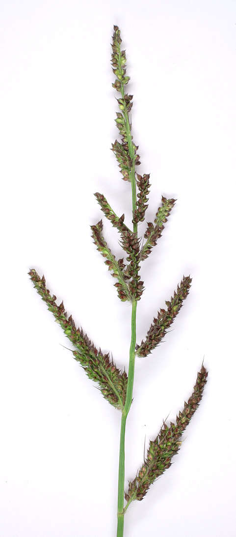 Echinochloa crus-galli (L.) P. Beauv. resmi