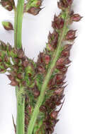 Echinochloa crus-galli (L.) P. Beauv. resmi