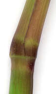 Image of barnyard grass