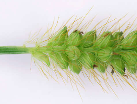 Image of Yellow Bristle Grass