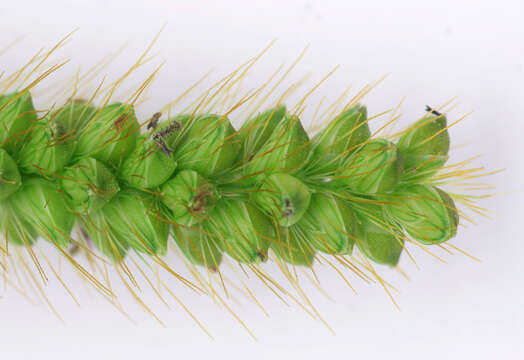 Image of Yellow Bristle Grass