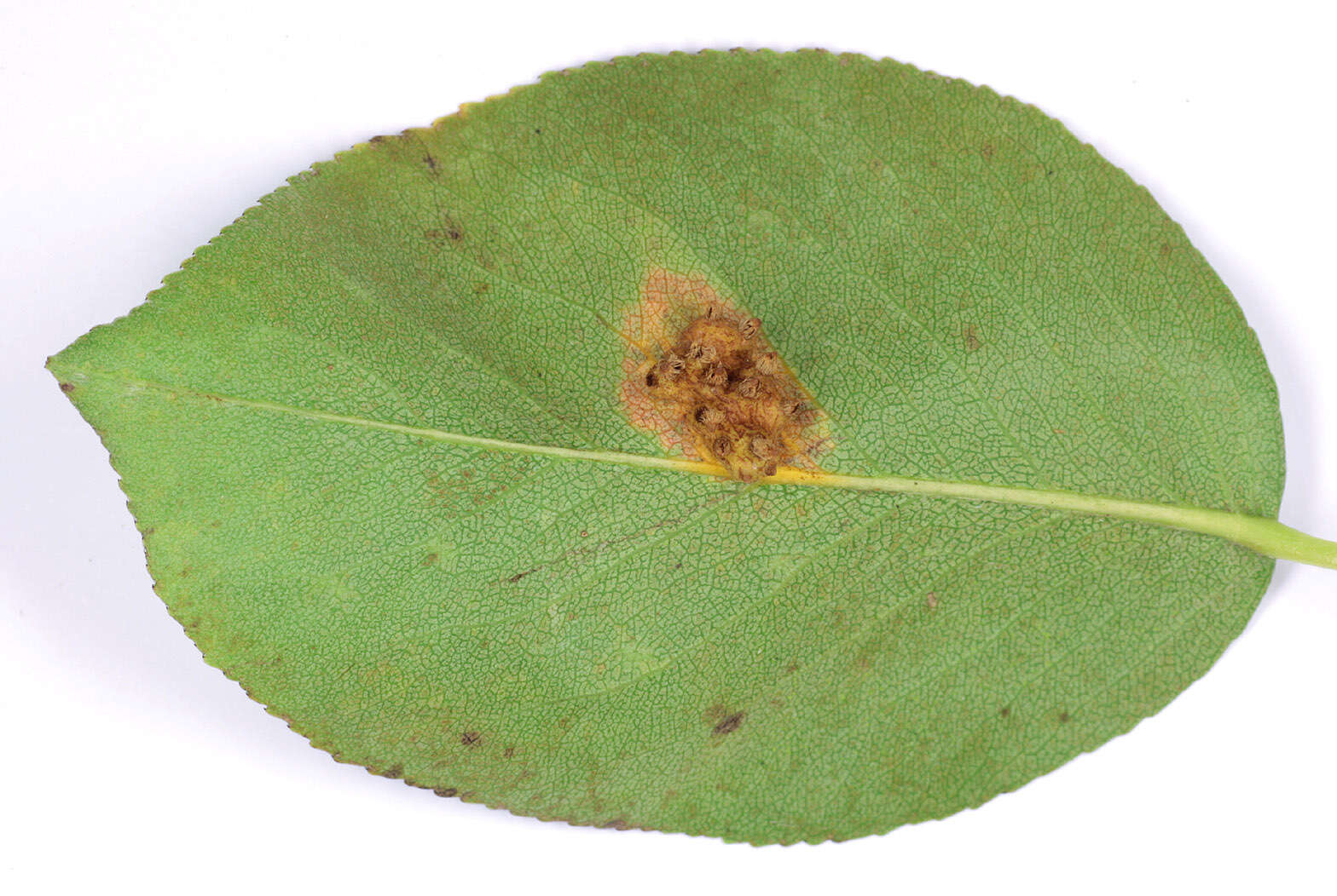 Слика од Gymnosporangium sabinae (Dicks.) G. Winter 1884